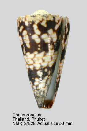 Conus zonatus.jpg - Conus zonatusHwass,1792